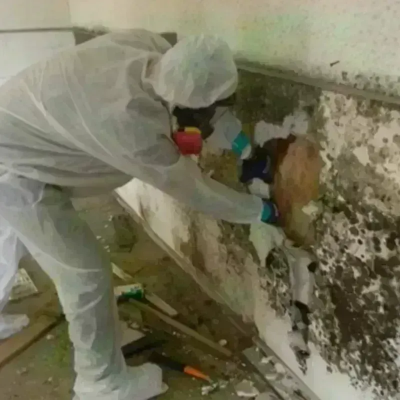 Mold Remediation and Removal in Cordaville, MA